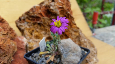 Townsendia alpigena 22.05.18.jpg