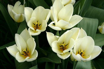 Tu_Purissima030407.jpg