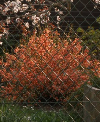 chaenomeles_welche_zwei_20070401.jpg