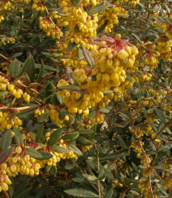 berberis_sp._2007-04-01.jpg