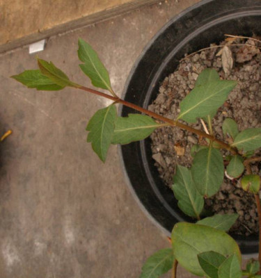 lonicera_sp._20070401.jpg
