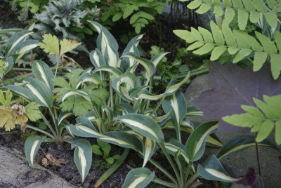 _IGP3770.JPG
