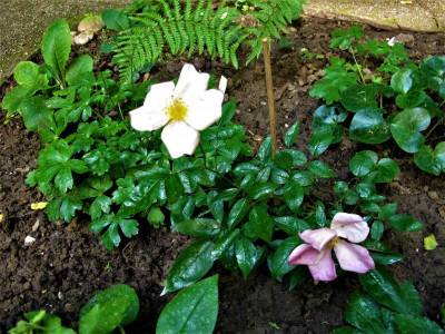 mutabilis1.img.JPG