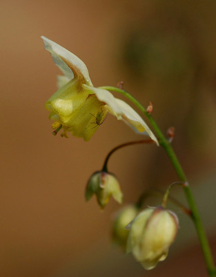 Epimedium-Sandsteinbeet.jpg