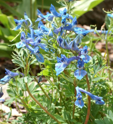 C._chasmeriana.JPG