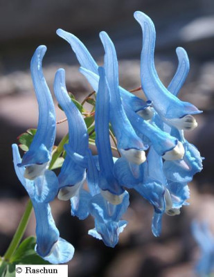 corydalis-degensis.JPG