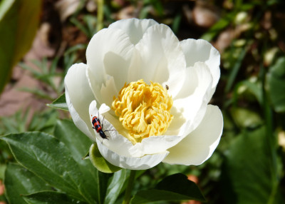2018-05-22 Paeonia 'Jan van Leeuwen' 1.jpg