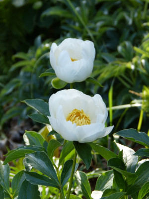 2018-05-22 Paeonia 'Jan van Leeuwen' 2.jpg
