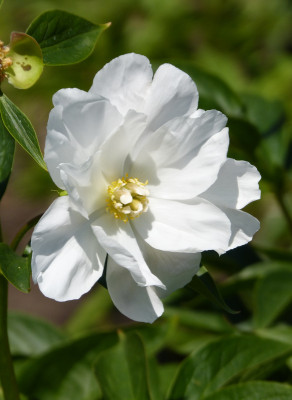 2018-05-22 Paeonia 'White Innocence' 1.jpg
