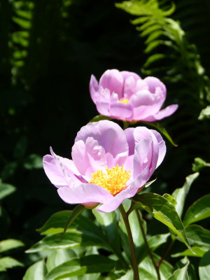 2018-05-22 Paeonia 1.jpg