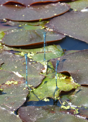 2018-05-22 Libellen 1 - Blaue Federlibelle.jpg