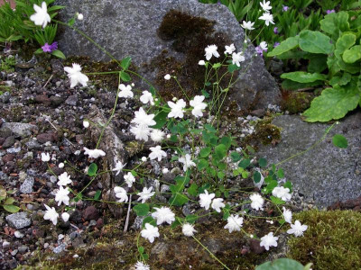 Thalictrum urbainii Taiwan Baika 22.05.18.JPG