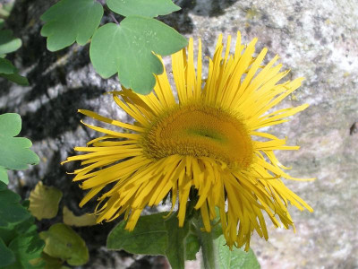 Inula orientalis 22.05.18.JPG