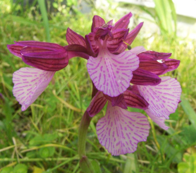 Anacamptis_papilionacea_2007.JPG