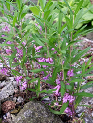Polygonatum spec. 22.05.18.JPG