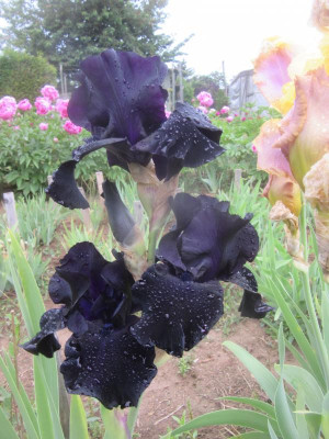TB Black Suited.JPG
