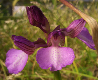 Anacamptis_morio_x_papilionacea_2007.JPG