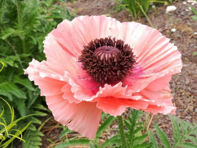 Papaver_orientale_Garden_Glory_20180520_122228.jpg