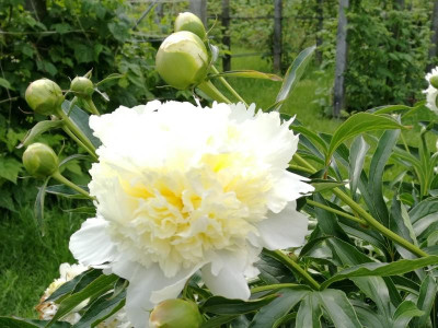 Paeonia_20180520_152037k.jpg