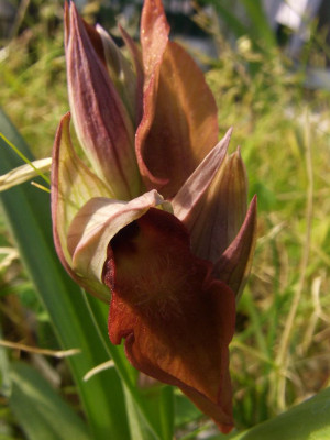 Serapias_Golden_Delicious_2007.JPG
