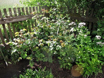 parfumdelhay18.img.JPG