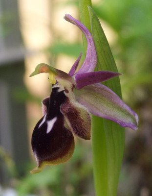 Ophrys_reinholdii_2007_Seite.JPG