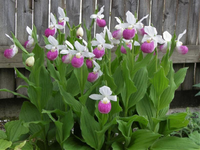 Cypripedium reginae 22.05.18.JPG