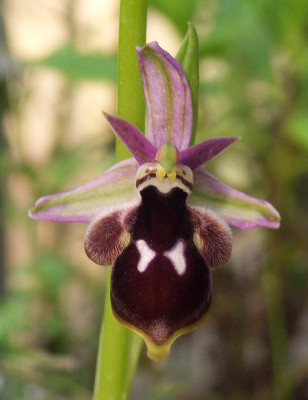 Ophrys_reinholdii_2007_vorn.JPG