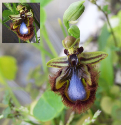 Ophrys_speculum_2007.JPG