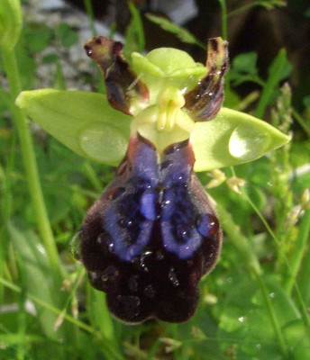 Ophrys_iricolor_2007-01.JPG
