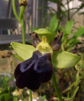 Ophrys_iricolor_2007-02.JPG
