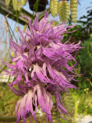 Orchis_italica.JPG