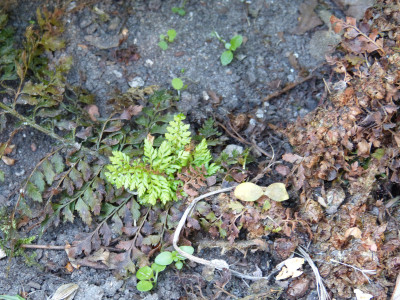 2018-05-23 Farne Polystichum.jpg