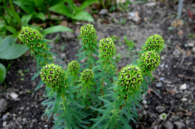 Euphorbia_Black_Pearl107.jpg