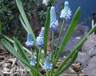 Imgp0505-Musc-azu.jpg