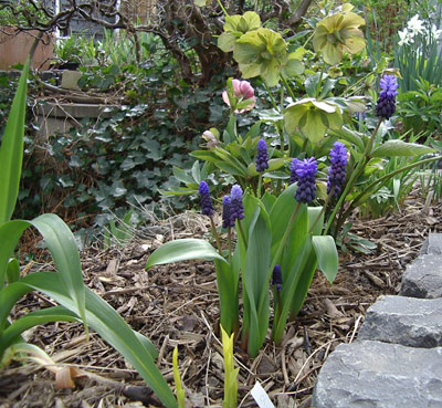 Imgp0506-musc-lati.jpg