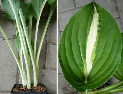 180523-hosta.jpg