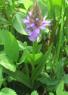 unbekannte orchidee 230518.jpg