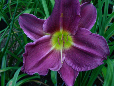 Grape Velvet FDSCN4277.JPG