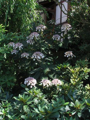 Hydrangea_sargentiana.jpg