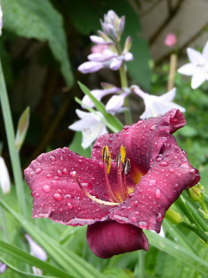 2017-07-09 Hemerocallis 'Grape Velvet'.jpg