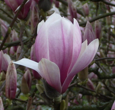 Allerwelts-Magnolia.jpg