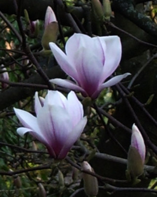 Magnolia-Double.jpg