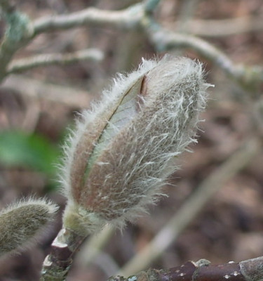 Magnolia_1_im_Winterkleid.jpg
