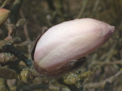 Magnolia_1_Knospe.jpg
