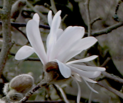 Magnolia_1_Bluete.jpg