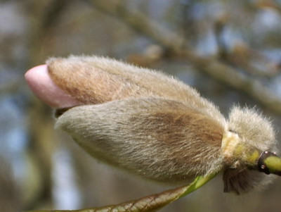 Magnolia_2_im_Winterkleid.jpg