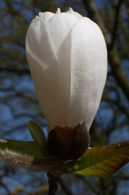 Magnolie_2_Knospe.jpg