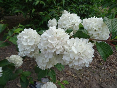 Viburnum plicatum Pink Sensation May 2018.JPG