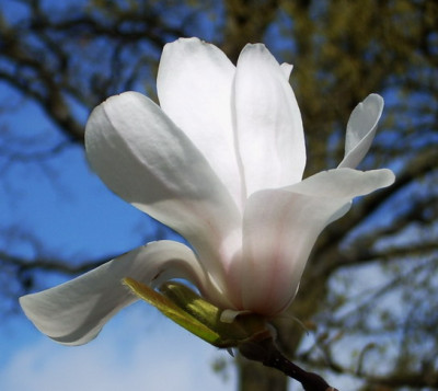Magnolia_2_Bluete.jpg